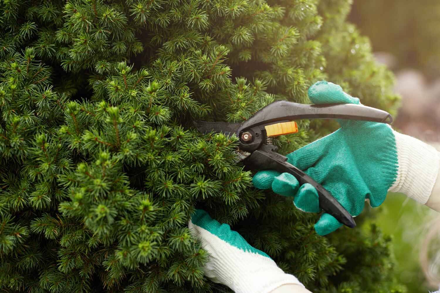 Palm Tree Trimming in Rancho Viejo, TX